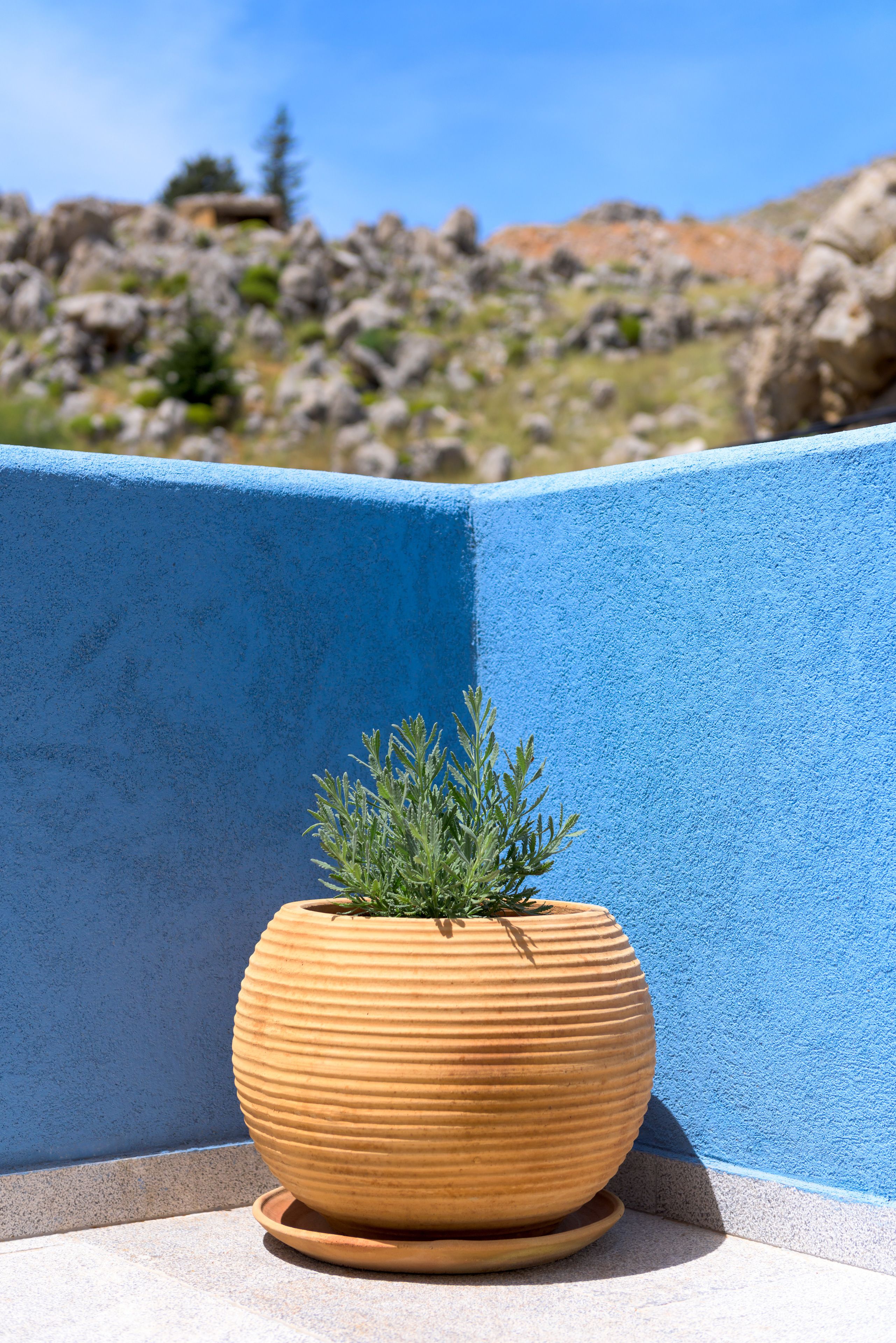 A potted plant on a balcony with a blue wall and rocky landscape in the background.