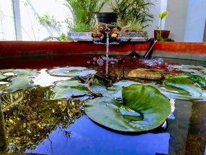 A pond with lily pads and a small waterfall.