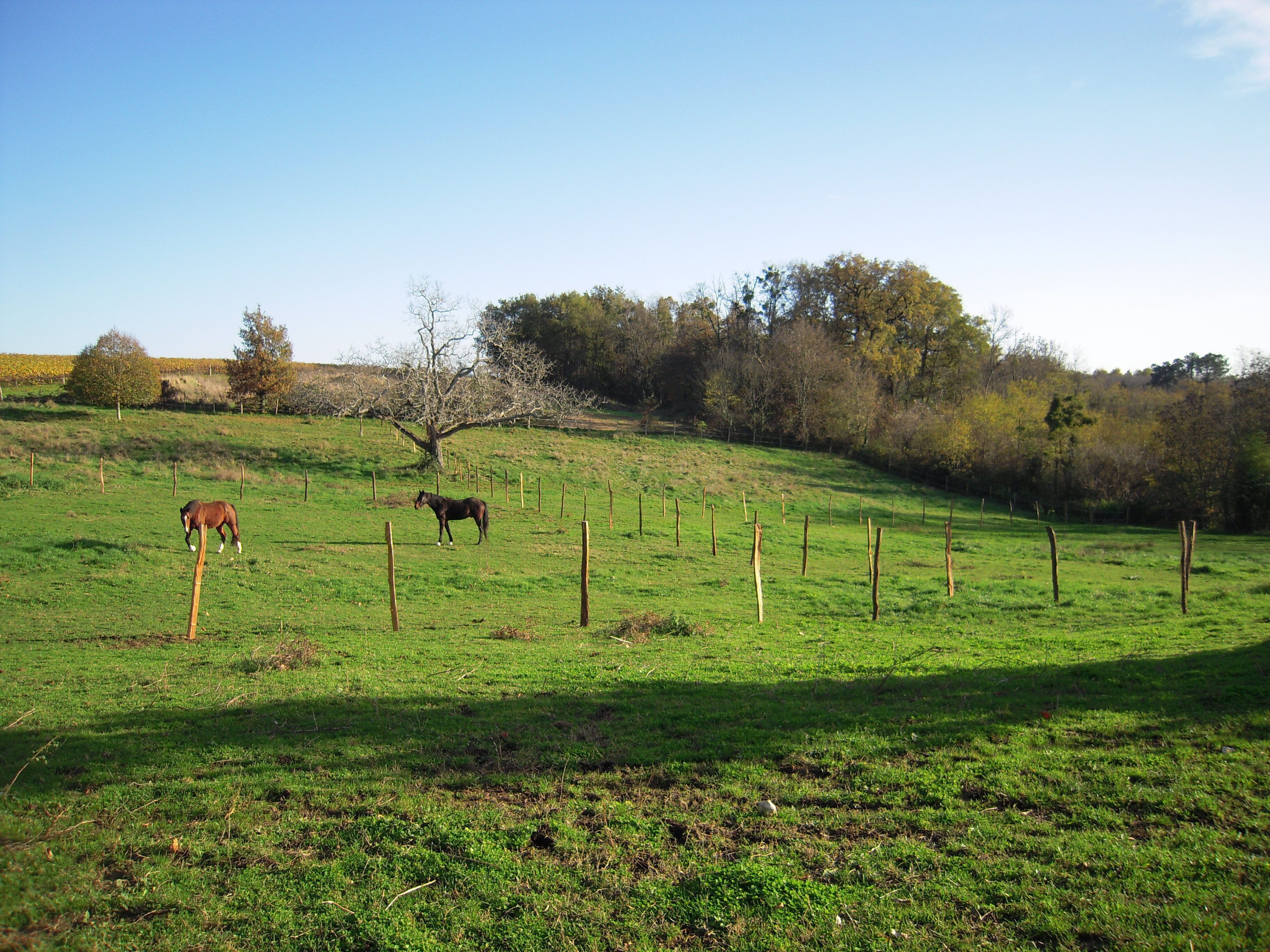 Un champ herbeux avec un cheval et un arbre.