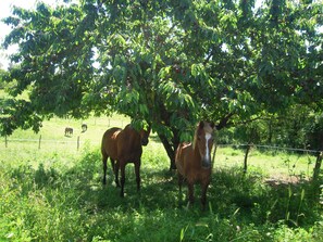 Un establo con caballos y un árbol que da sombra.