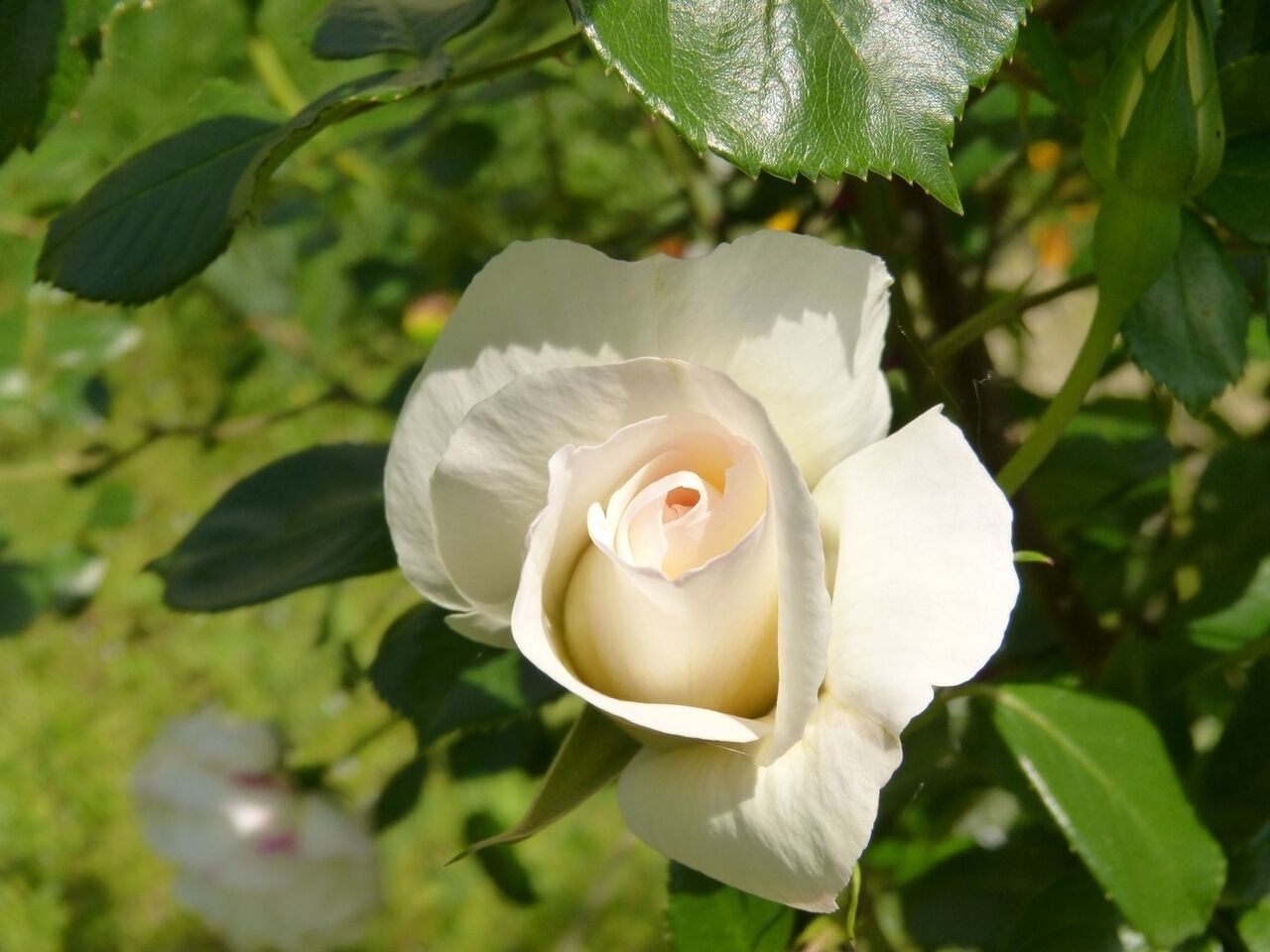 Eine einzelne weiße Rose in voller Blüte, umgeben von grünen Blättern.