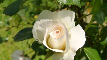 Eine einzelne weiße Rose in voller Blüte, umgeben von grünen Blättern.
