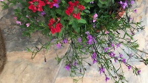 A potted plant with various flowers including pink, red, purple, and green foliage. - Gwynarth B&B (Wadebridge)