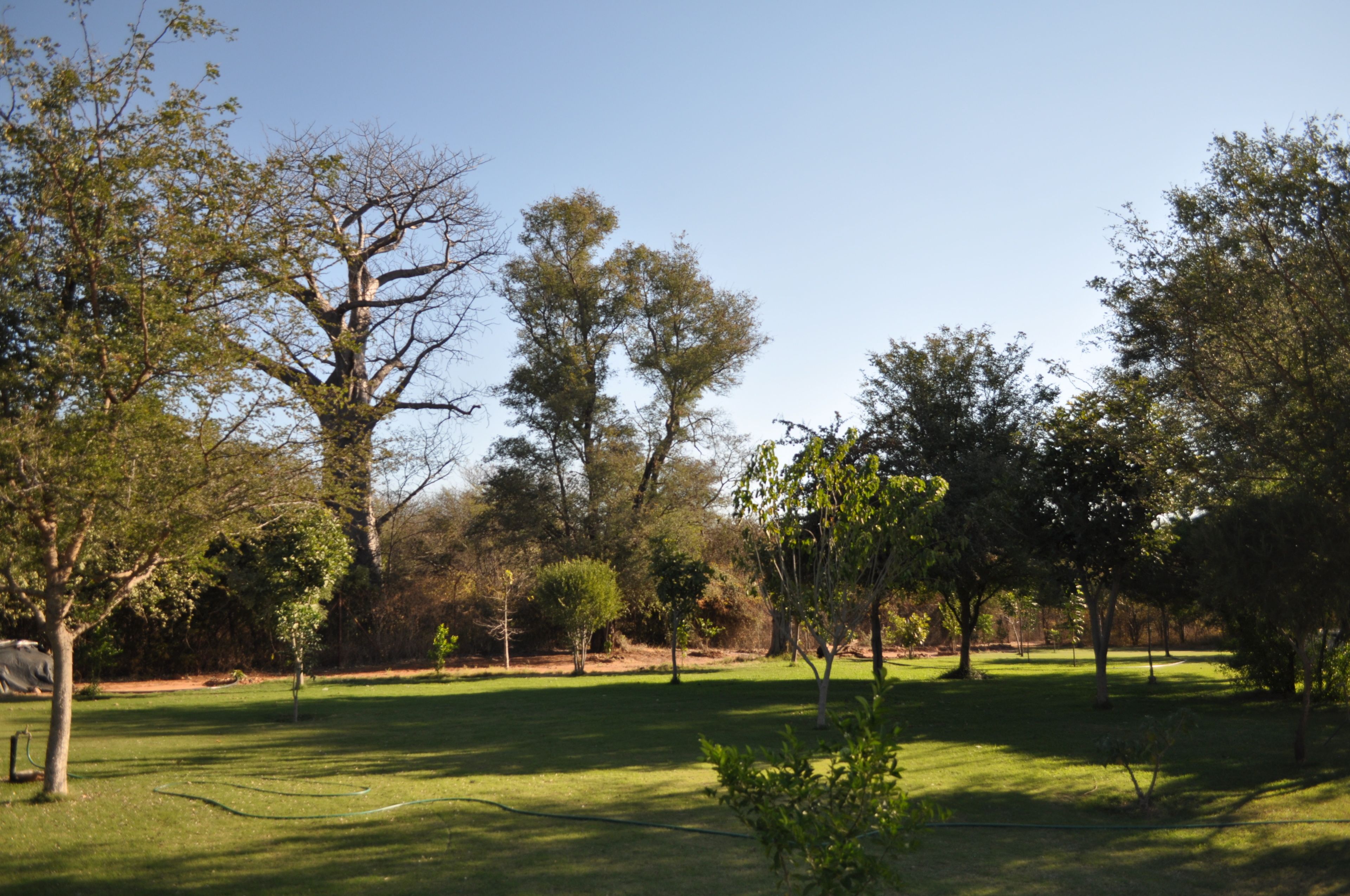 A park with various trees and a grassy area.