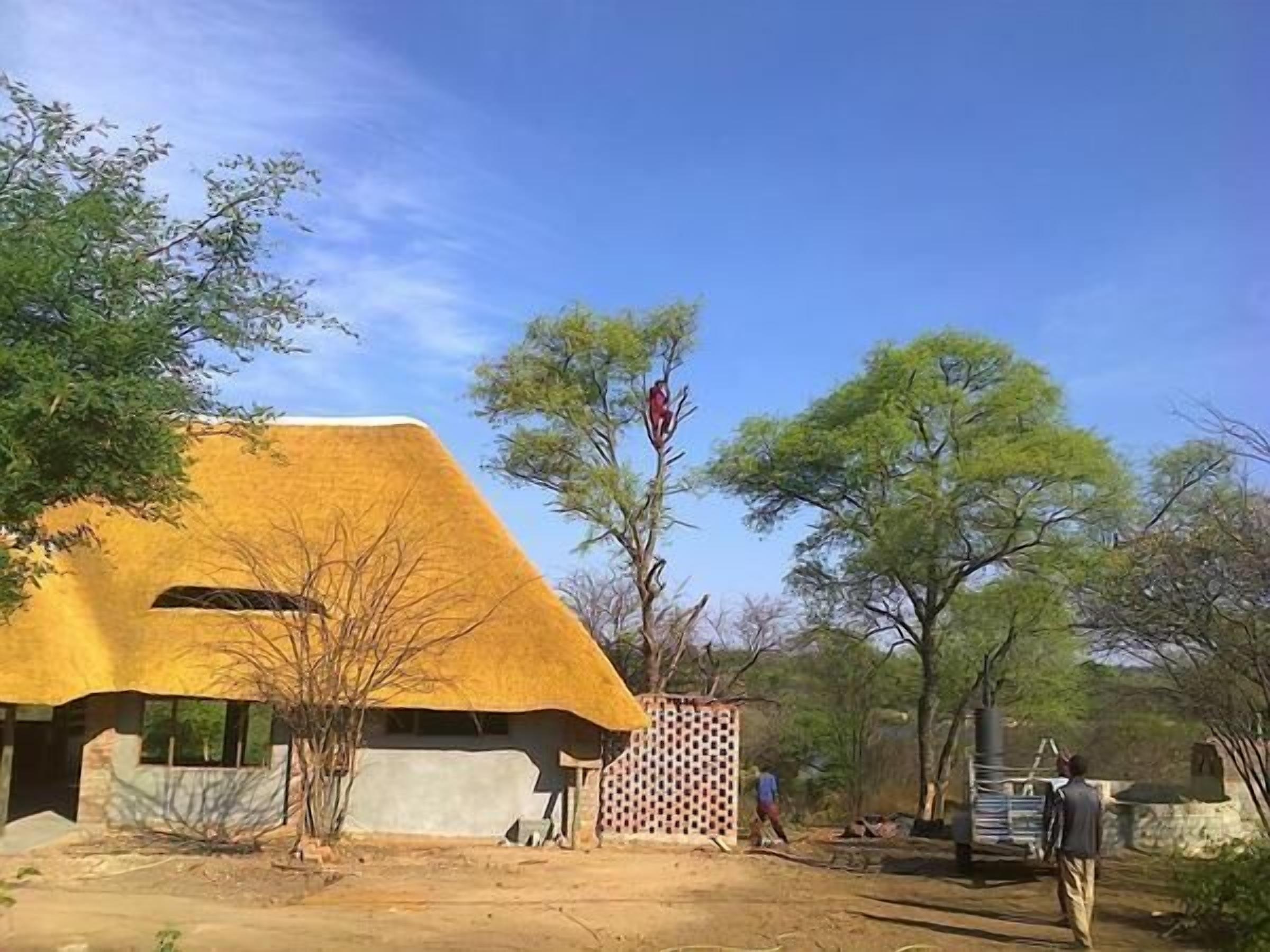 A house with a unique thatched roof, surrounded by trees and a clear sky.