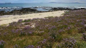 A coastal landscape with a sandy beach, rocky shoreline, and purple flowers in the foreground. - Dolphin Inn Guest House (Cape Town)