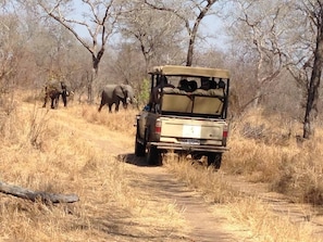 Property grounds - Wild Olive Tree Camp (Bushbuckridge)