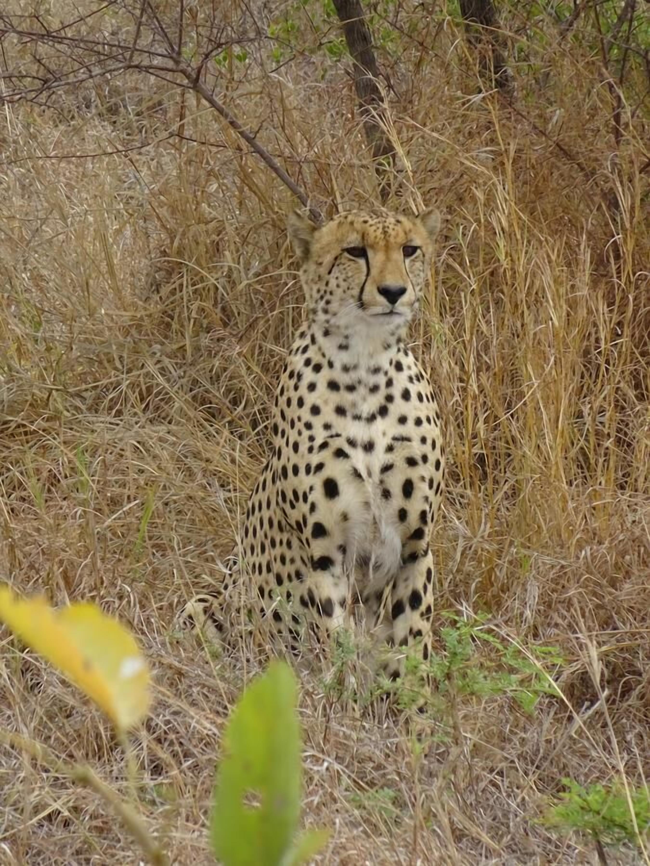 A cheetah in a natural setting with dry grass and sparse vegetation.