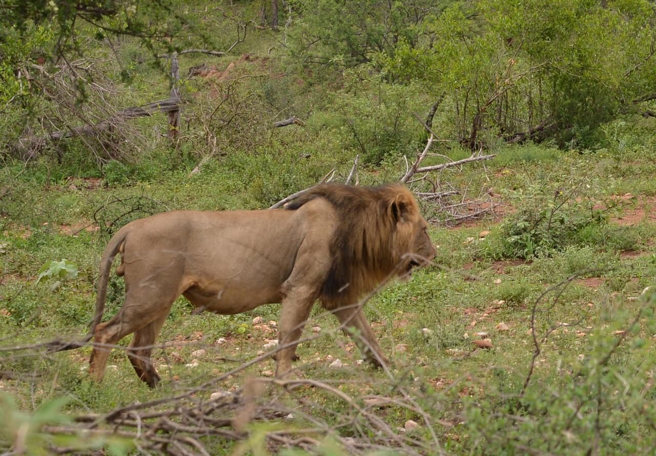A lion walking through a grassy area with trees and bushes in the background.