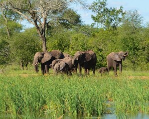 Game viewing - Wild Olive Tree Camp (Bushbuckridge)