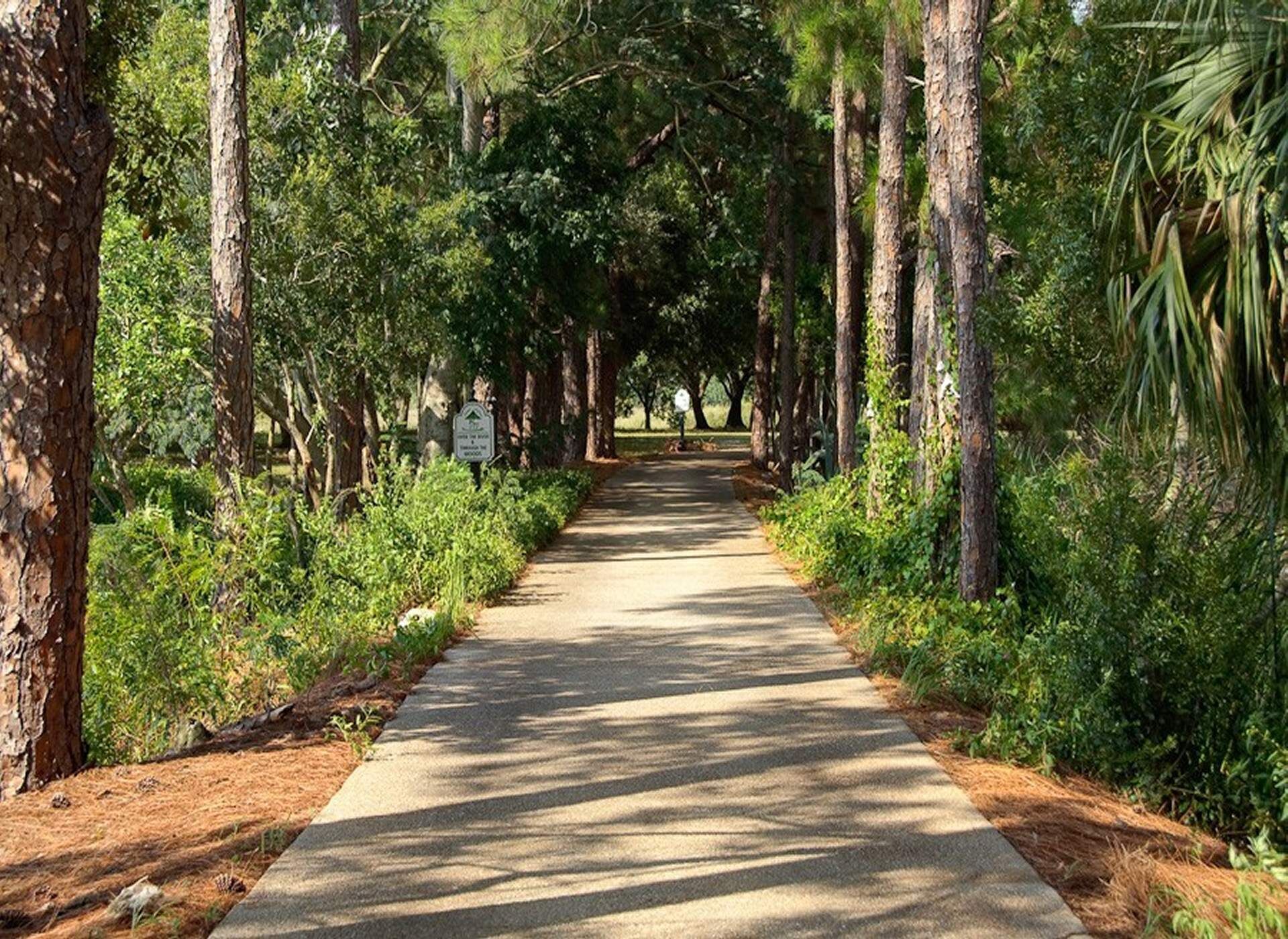 A paved pathway flanked by tall trees and dense foliage, leading into a forested area.