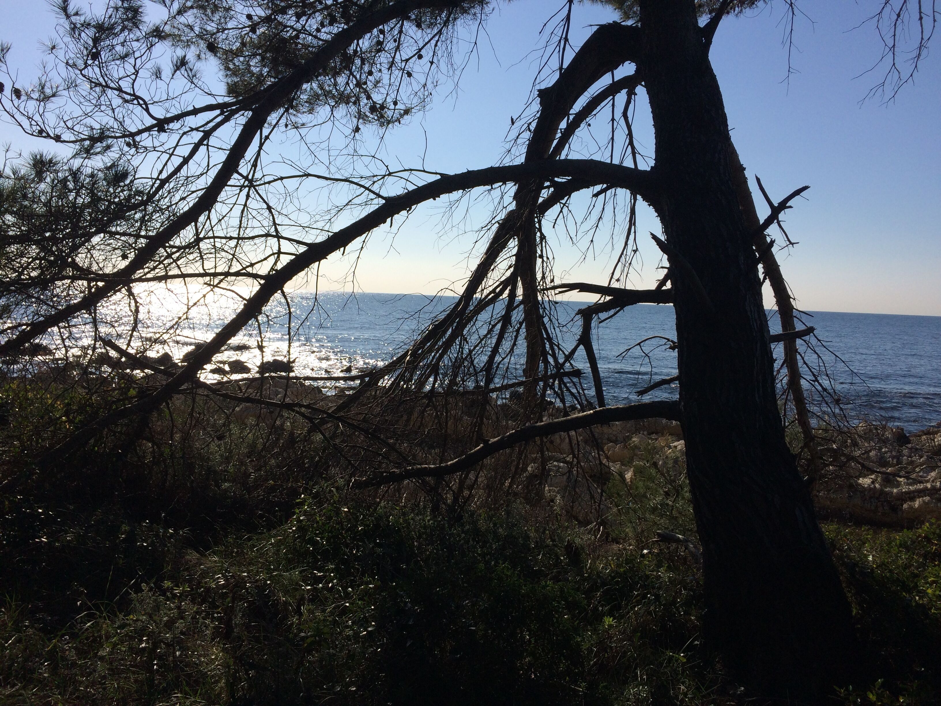 Ett kustlandskap med ett träd i förgrunden och havet i bakgrunden.