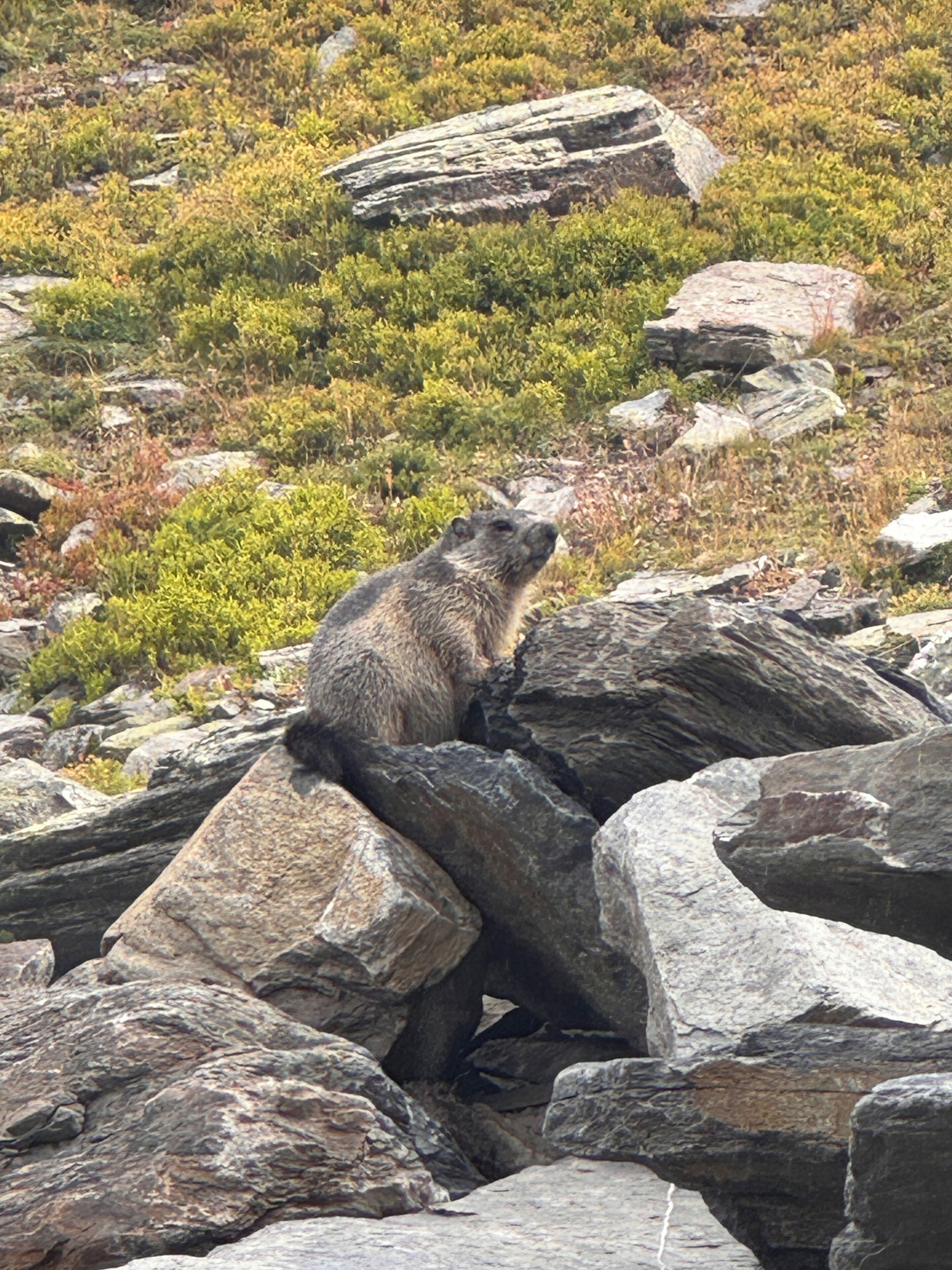 A marmot sitting on rocks in a natural setting.
