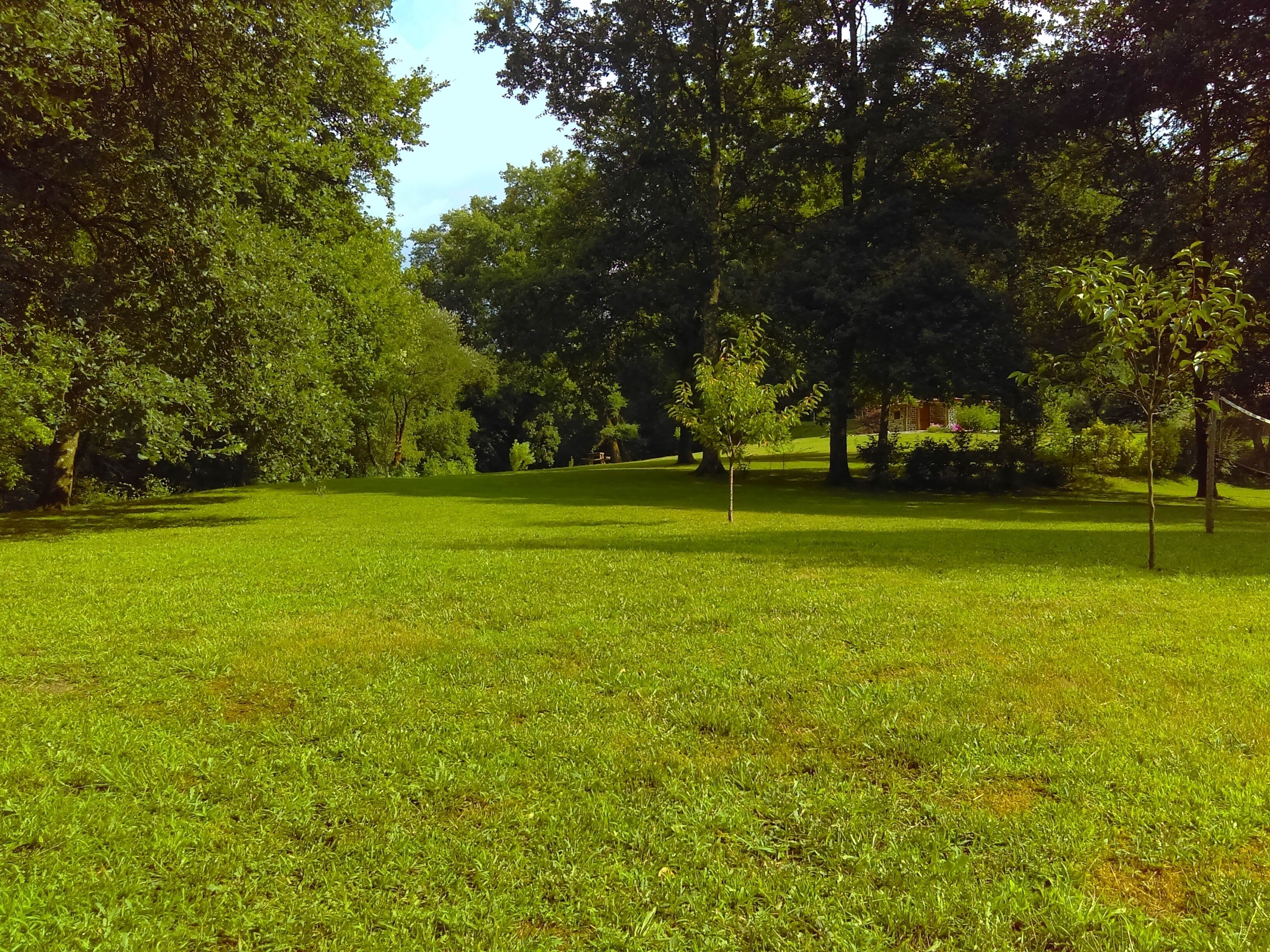 Ein Park mit Rasenfläche, Bäumen und blauem Himmel.