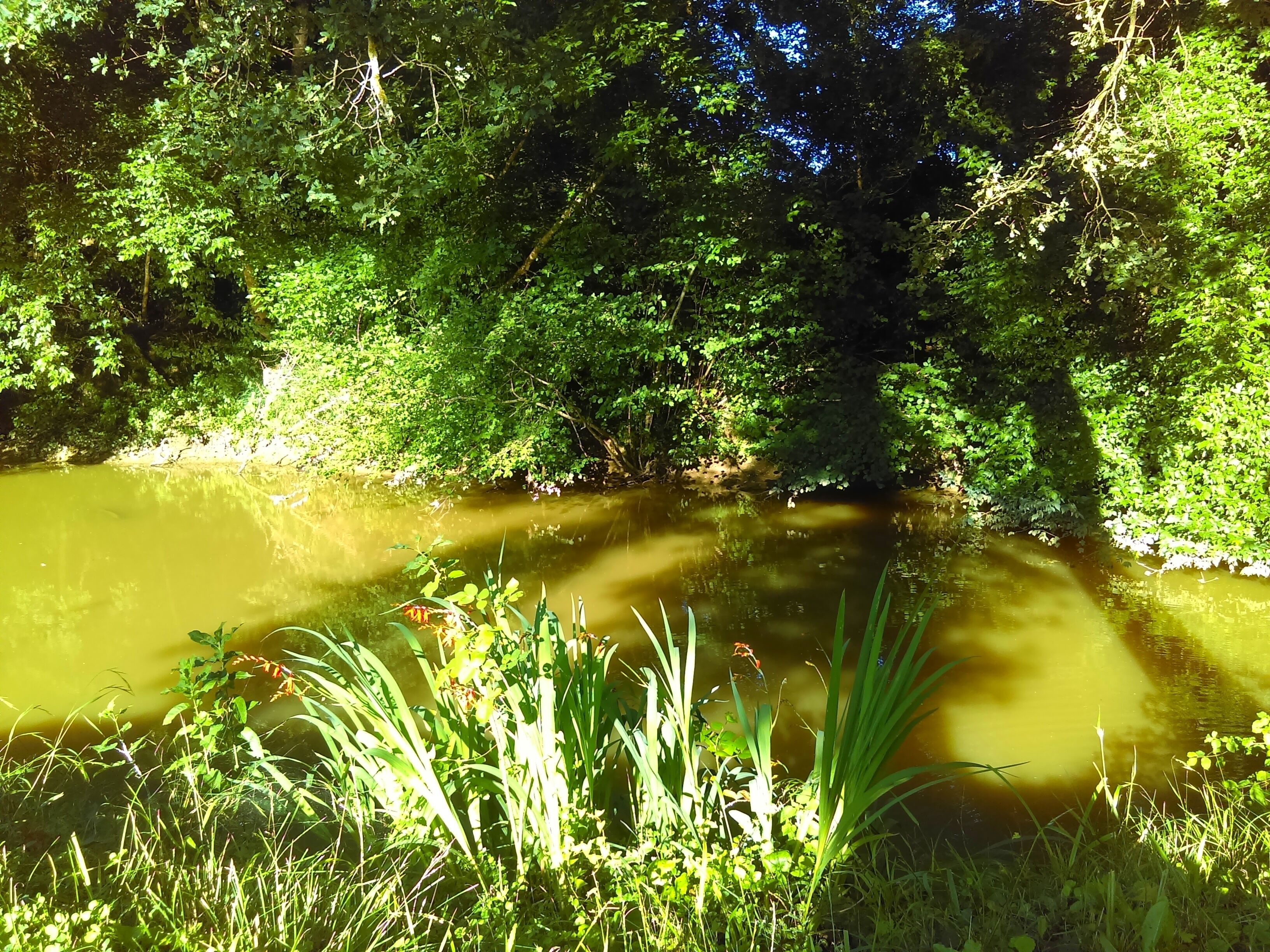 En flod omgiven av tät vegetation och träd.