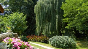 Un jardín con un sendero, un sauce llorón y arbustos florecientes.