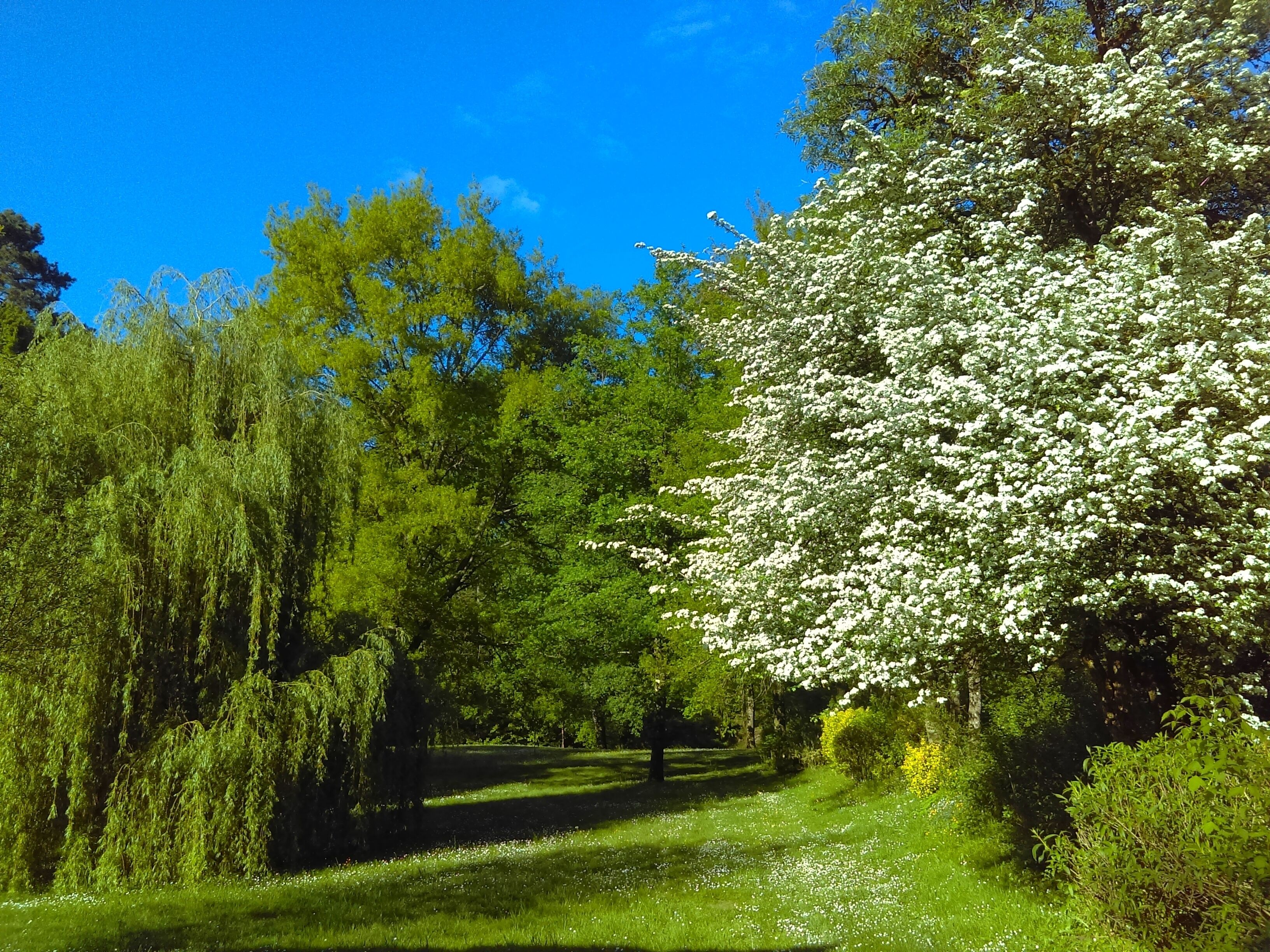 A park with a pathway, trees, and a white flowering tree.