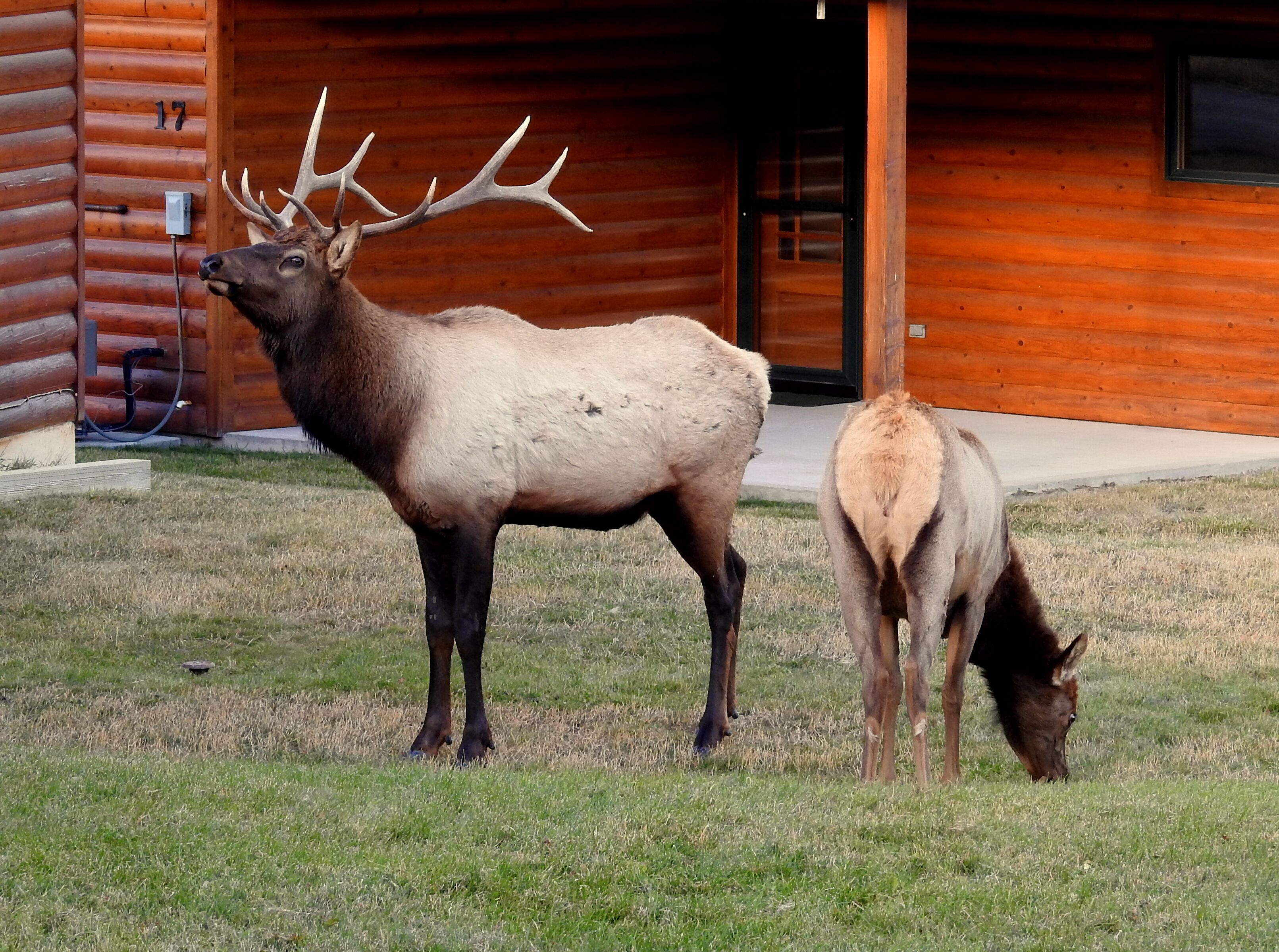 An elk standing in front of a wooden cabin with a number '17' on the door.
