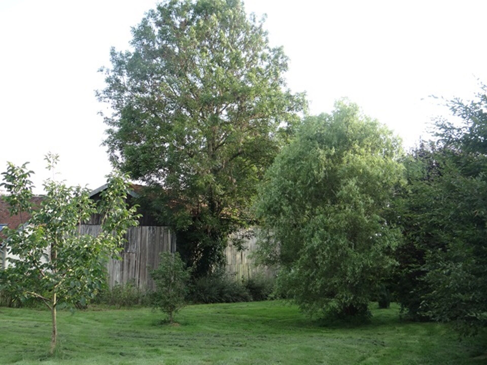 A grassy yard with a wooden fence, a large tree, and a smaller tree.