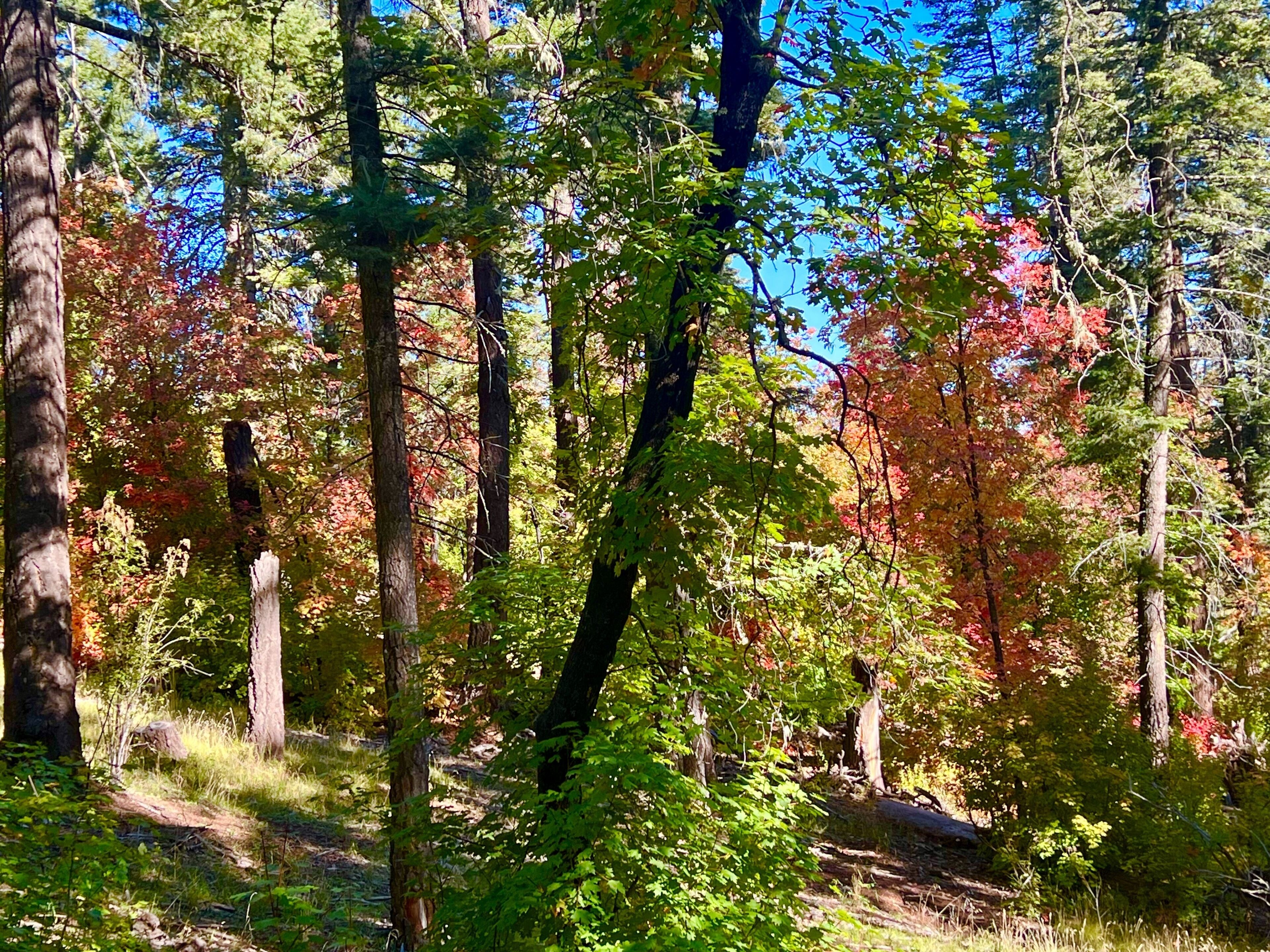Cloudcroft Osha Trail (behind cabin) in Fall