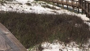 A wooden boardwalk leading to a beach with clear skies.