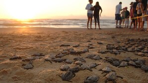 Een strand met mensen en zeeschildpadden in het zand.