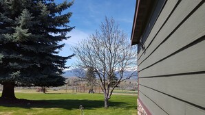 Un quartier résidentiel avec un grand arbre à feuilles persistantes, un arbre à feuilles caduques plus petit, et une maison avec un toit en pente.
