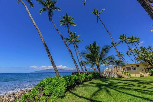 A beachfront property with palm trees, a clear sky, and a view of the ocean.