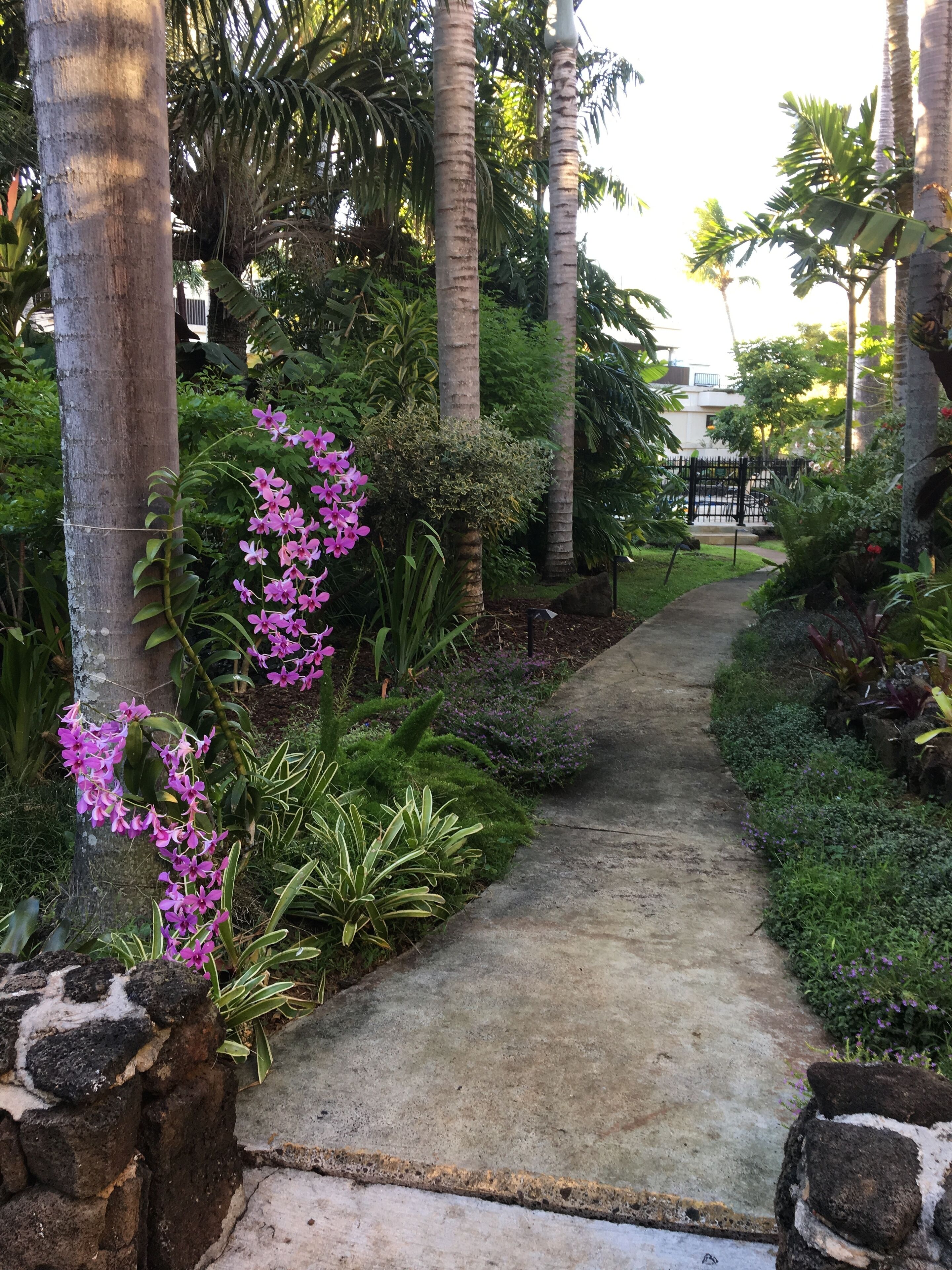 A concrete pathway flanked by tropical plants and trees, leading to a building in the background.