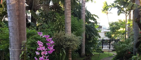 A concrete pathway flanked by tropical plants and trees, leading to a building in the background.