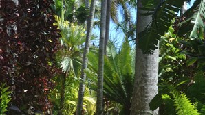 A pathway flanked by palm trees and ferns, leading through a lush garden area. - Prince Kuhio Poipu ~ Ocean View, quiet, comfortable, end unit-ground floor (Koloa)