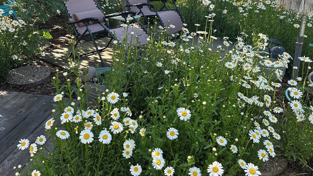 Ein Gartenbereich mit Holzterrasse, einer Sitzecke mit Stühlen und verschiedenen Blumen.