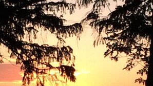 Auringonlasku, jossa puun ja sähköjohtojen siluetit erottuvat kirkasta taivasta vasten.