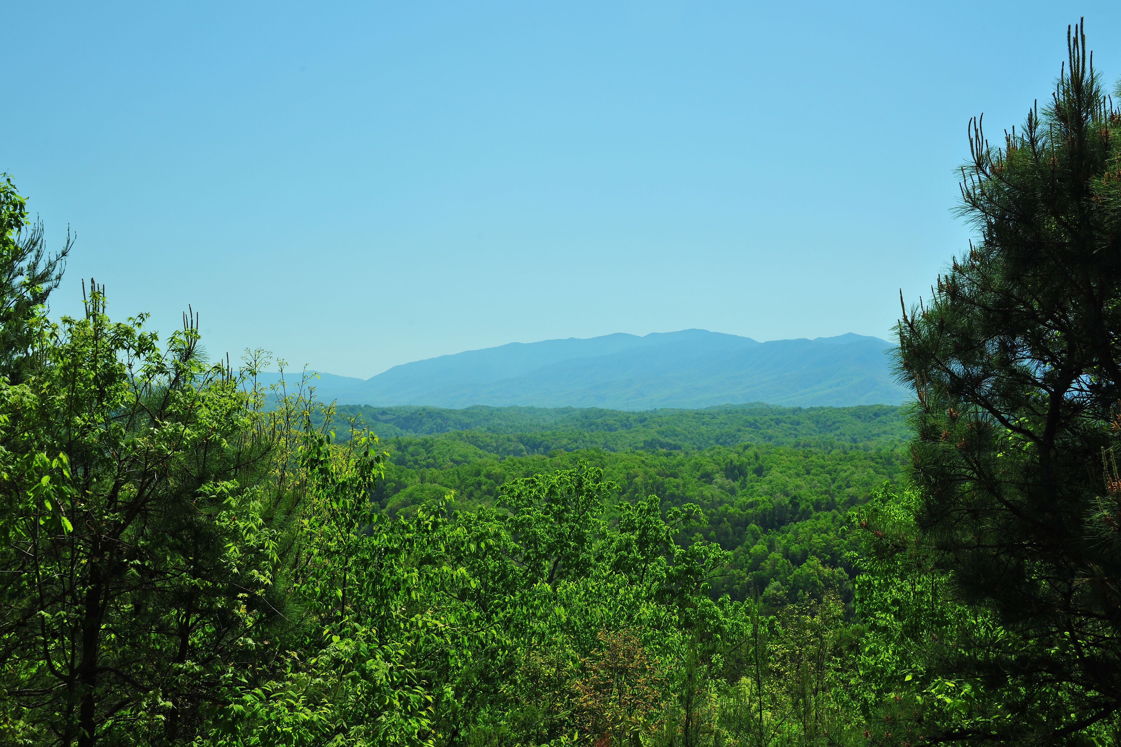 Eine bewaldete Landschaft mit einem Gebirge im Hintergrund.