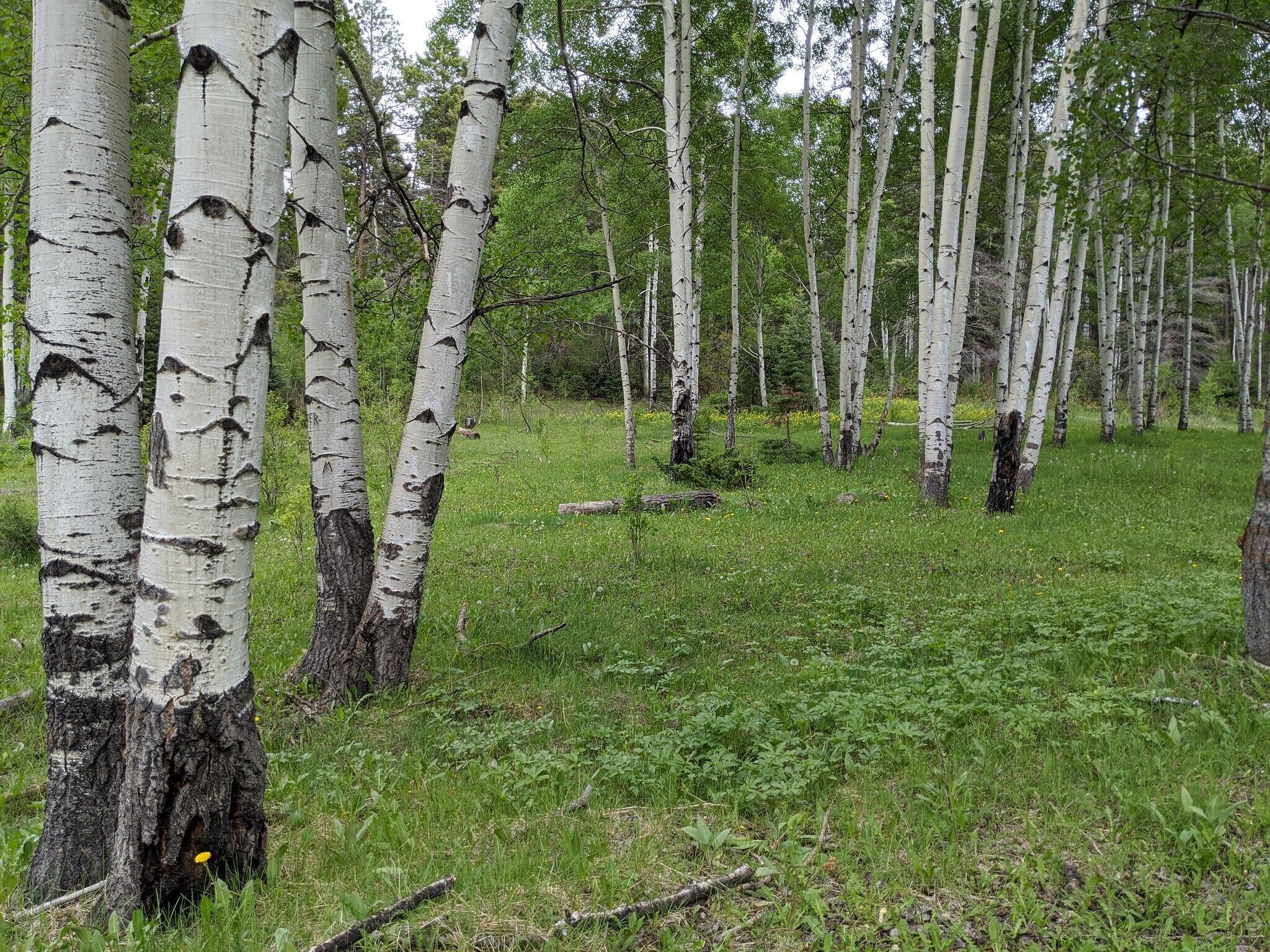 A forest with birch trees and green underbrush.