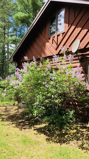 Une cabane en bois avec une antenne parabolique et un jardin où poussent des fleurs violettes.