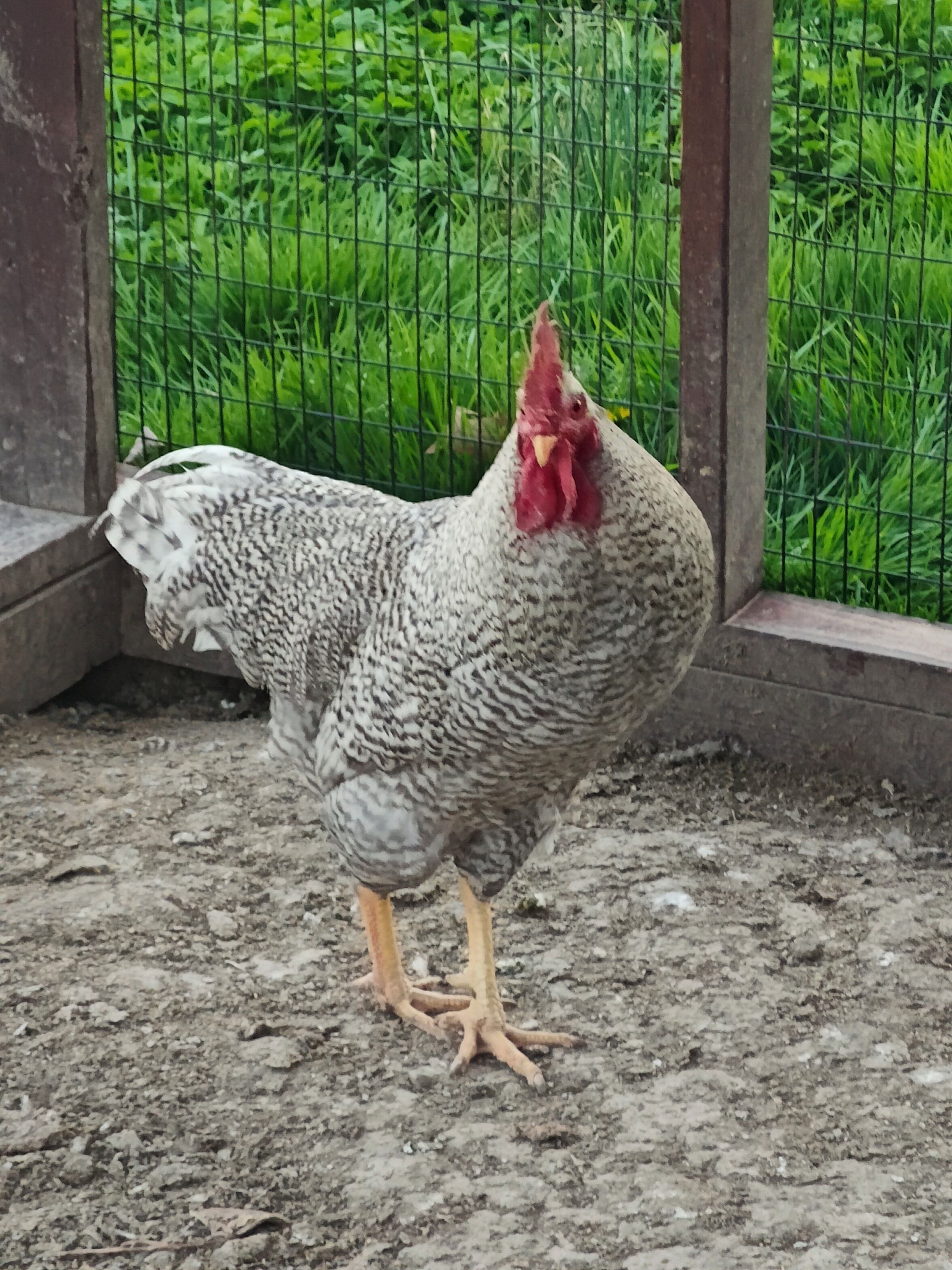 Un pollo de pie en un rincón, con una cerca de alambre y follaje al fondo.