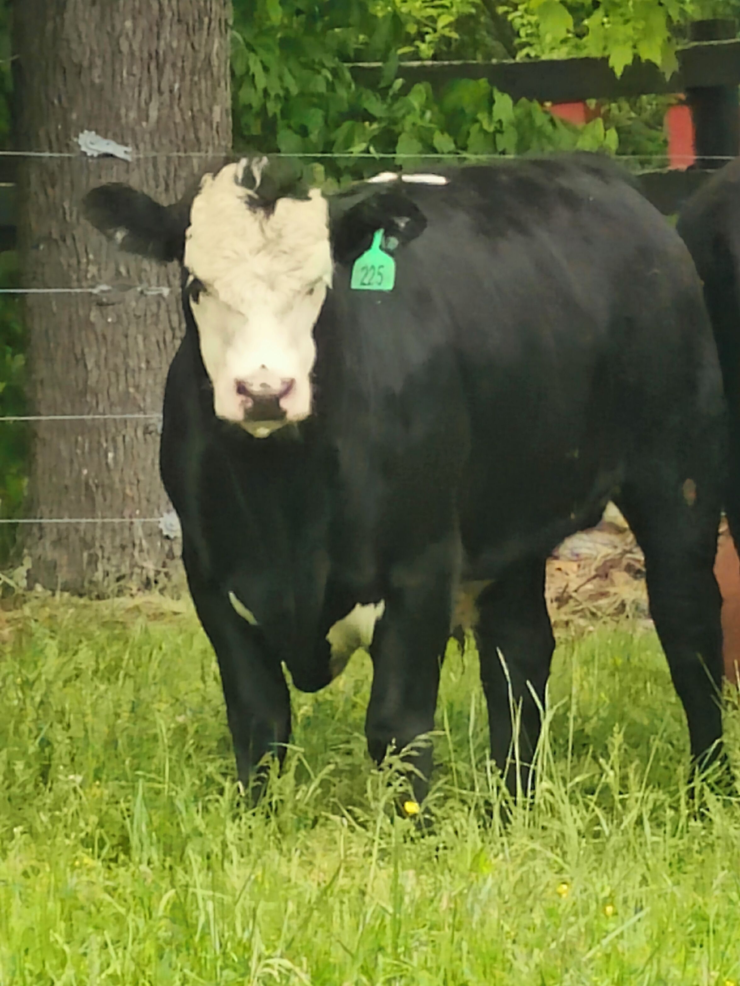 Una vaca amb una etiqueta en una zona enherbada, amb un arbre i una tanca al fons.
