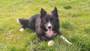 A black and white dog lying on grass.