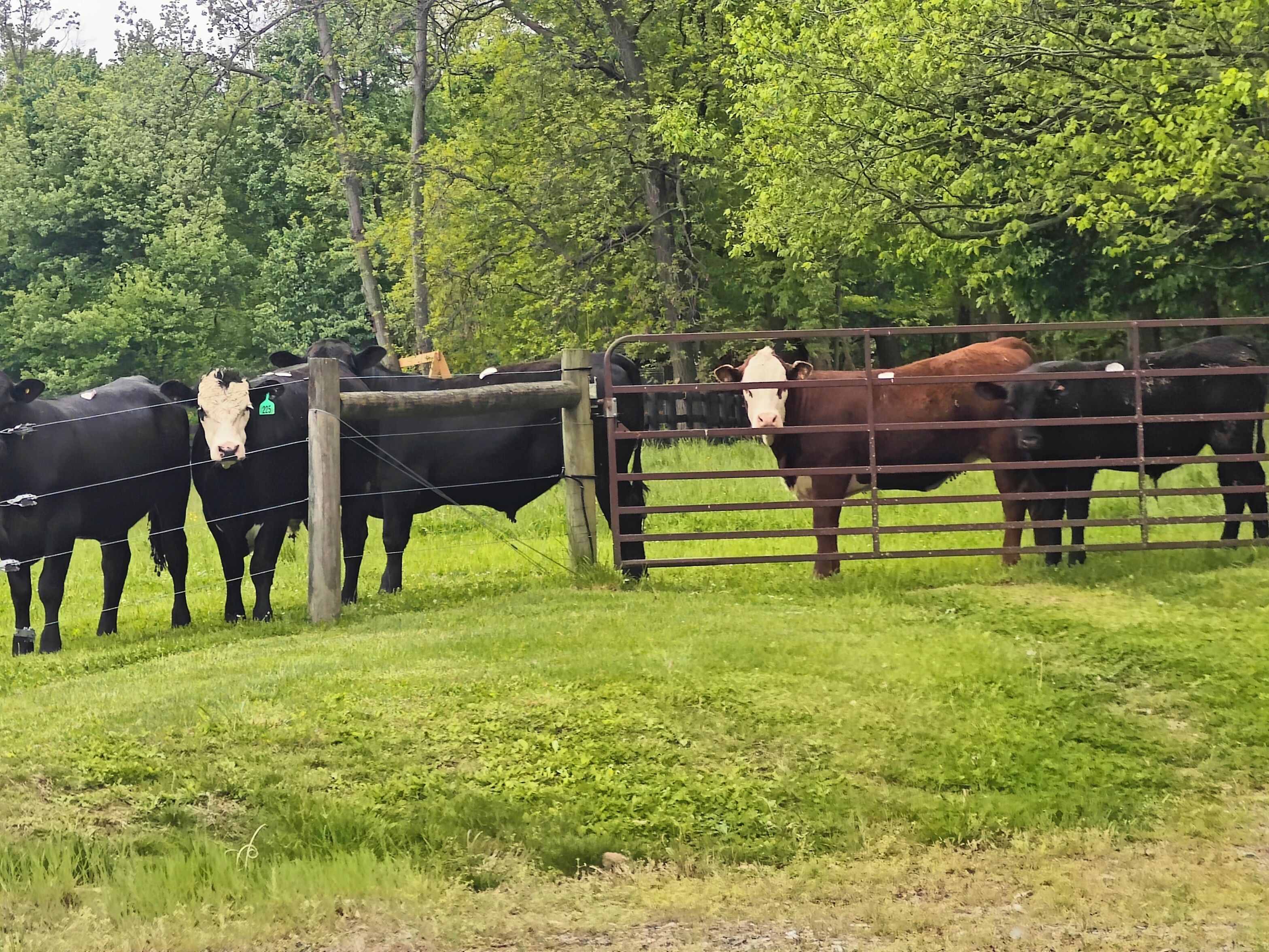 A fenced area with cows.