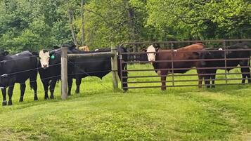A fenced area with cows.