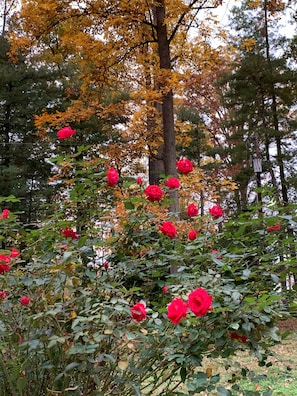 A garden with red roses and autumn trees.