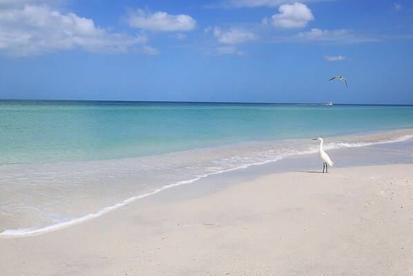 Una playa con orilla de arena blanca, agua turquesa tranquila y un solo ave blanca parada en la arena.