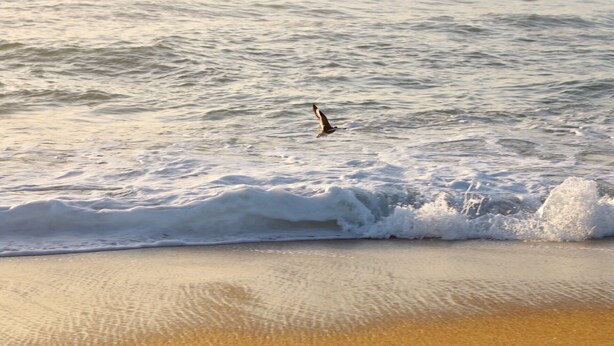 Escena de playa con olas acercándose a la orilla.