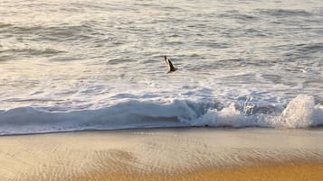 En la playa, camastros y toallas de playa 