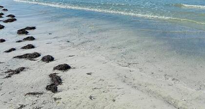 Stunning Beach Resort with Water Park Passes, Dolphins, Rooftop Decks, & Sunsets