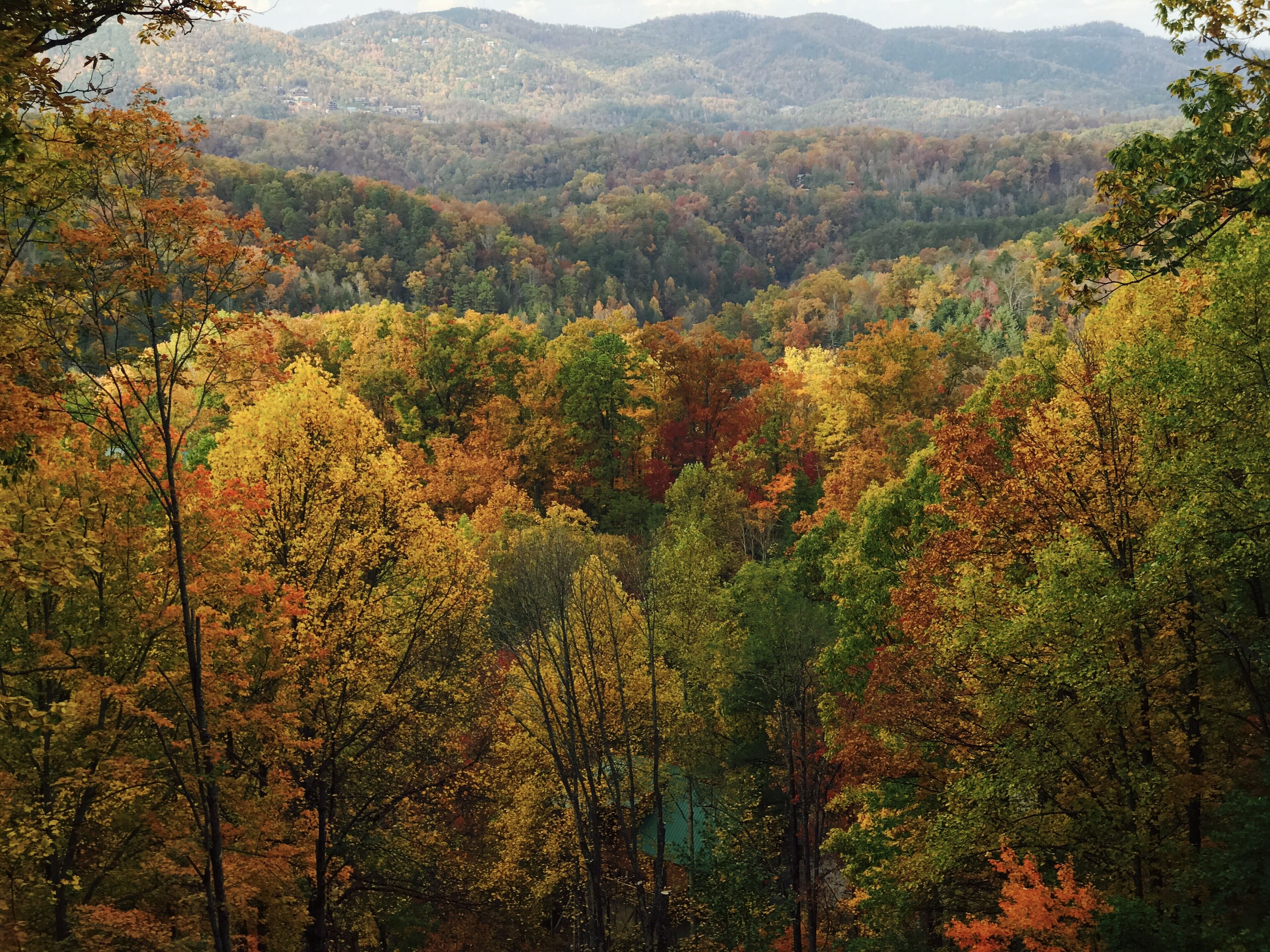 Un paysage boisé où l’on peut admirer une variété d’arbres aux couleurs automnales.