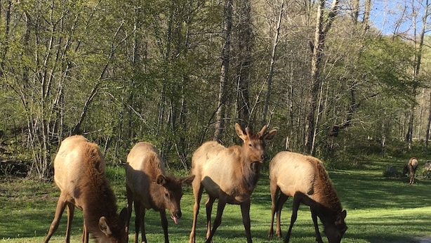A group of elk grazing near a road surrounded by trees. - Great Fishing! Quiet & Relaxing!  Close to Casino & Mingo Falls! (Cherokee)