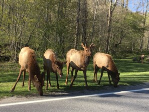 Un grupo de alces pastando cerca de una carretera rodeada de árboles.