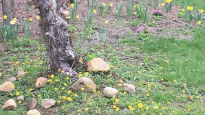 Ein Garten mit Bäumen, gelben Blumen und verstreuten Steinen.